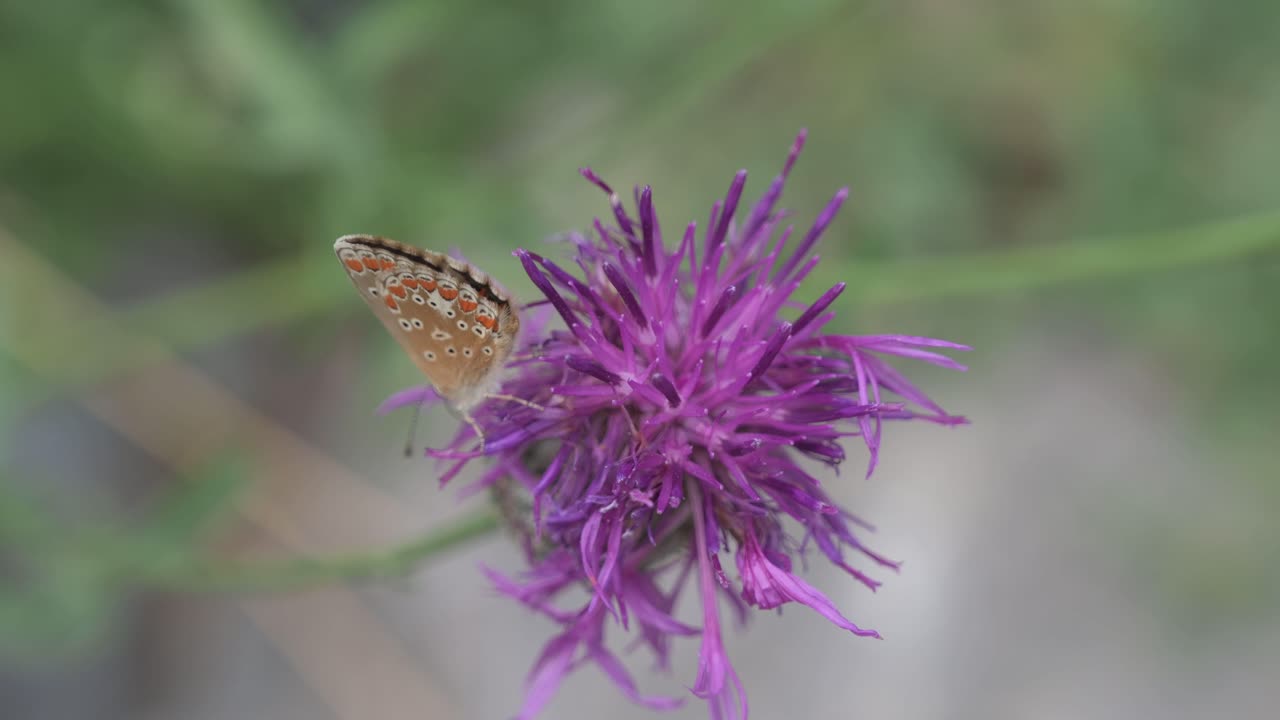 Brown butterfly with orange spots feeding on a purple flower