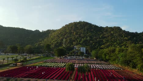 aerial footage sliding to the left revealing the hokkaido flower park and that beautiful hill covered with trees while people enjoy the flowers blooming in khao yai, pak chong, thailand