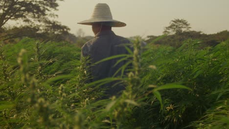 farmer working in a cannabis field
