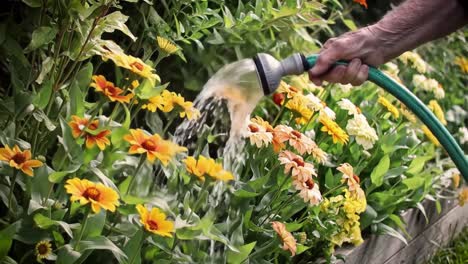 a vibrant garden flourishes as hand watering brings life to colorful flowers with a steady stream of refreshing water on a sunny day