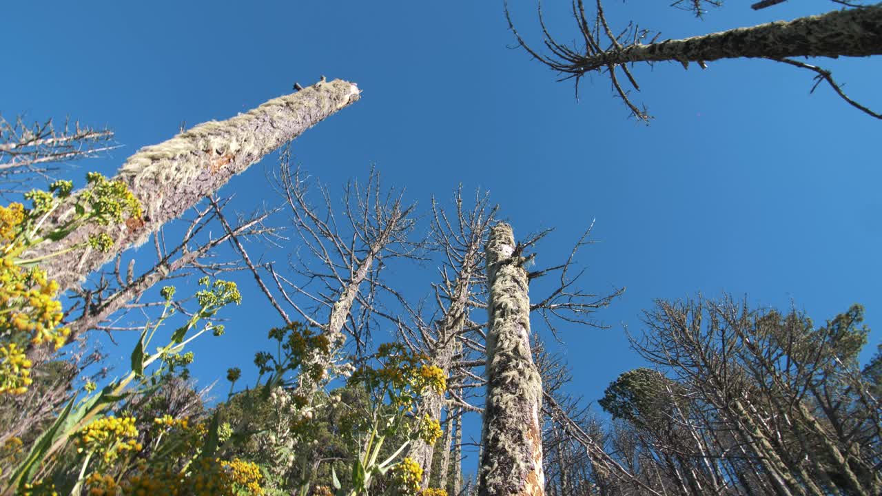 wide slow motion shot revealing tell trees in the forest on a volcano in Guatemala