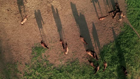 Aerial-establishing-overhead-shot-of-horses-grazing-on-a-meadow-in-Sihla,-Slovakia