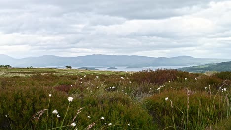 Cottongrass-flowers-swaying-in-the-wind-on-moorland,-Loch-Lomond,-4K
