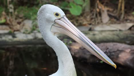 close-up of australian pelican with long beak in natural habitat
