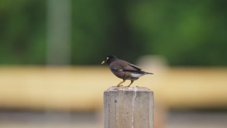 bird on a concrete post