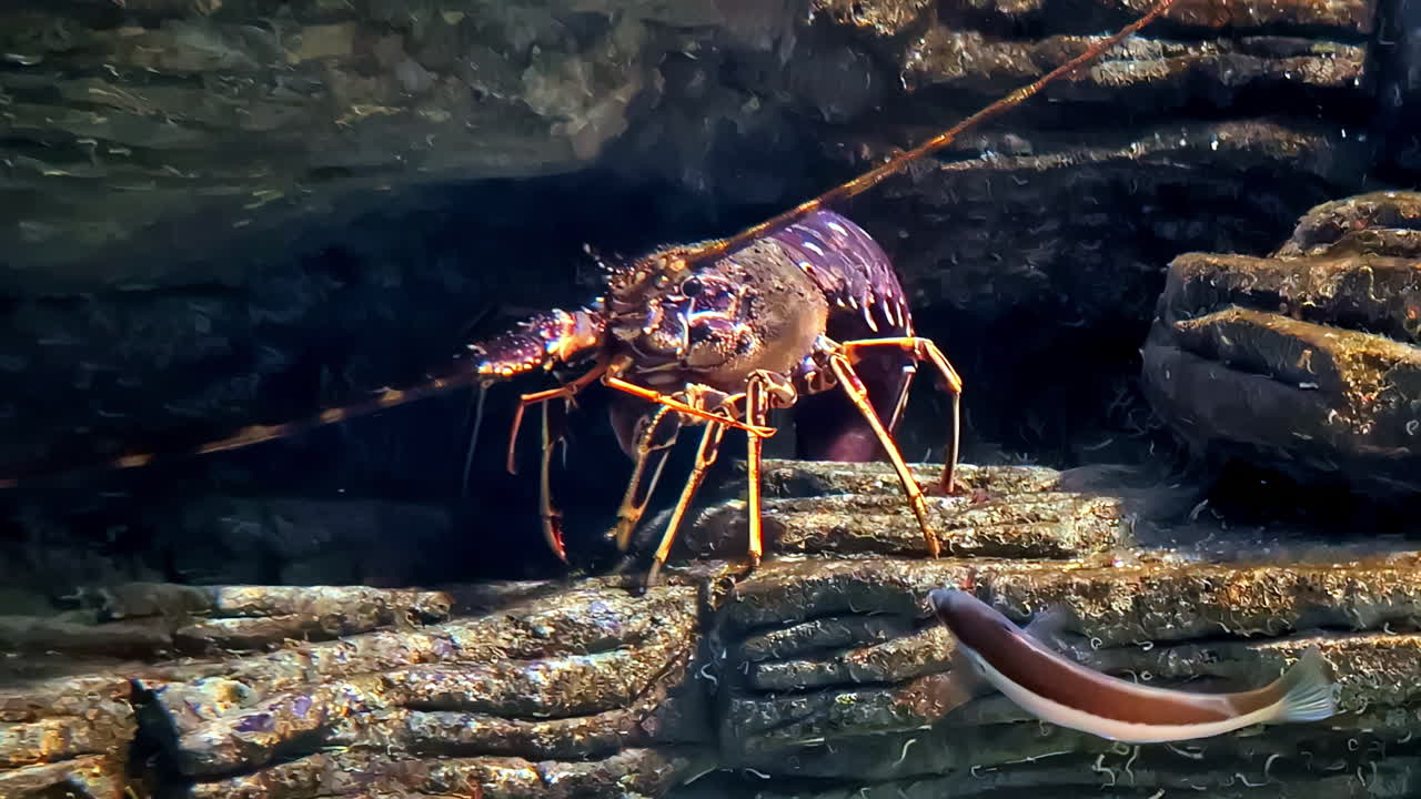 Close-up of a Lobster in its Underwater Habitat