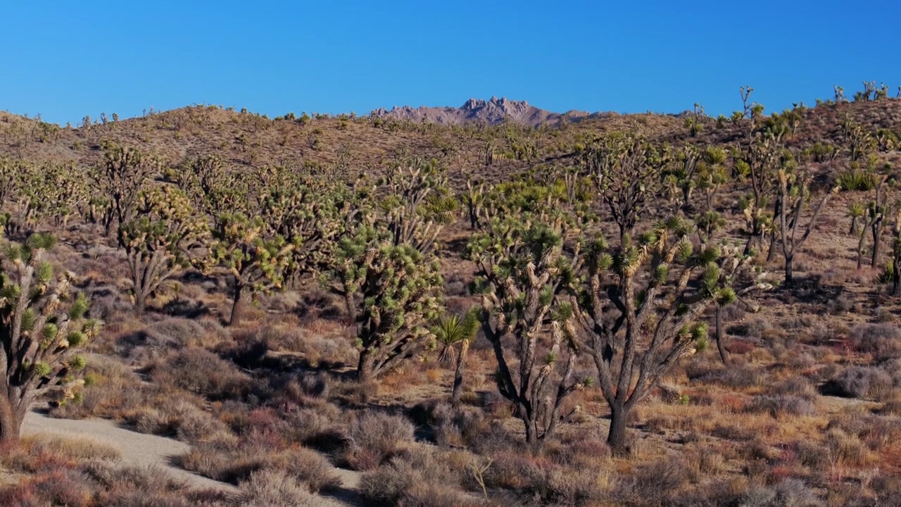 Tykke Yucca-træer, Joshua Tree National Park Californien, luftfoto med drone, San Fernando County Mojave Colorado ørkenlandskab, Kelso Pinto Basin Dunes, blå himmel, solrig eftermiddag, panorering nedad og opad.
