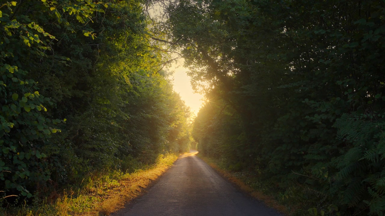 Narrow Country Lane Winding Through Green Trees at Sunset 4K Quiet countryside road curves between dense green trees in warm summer sunset light.