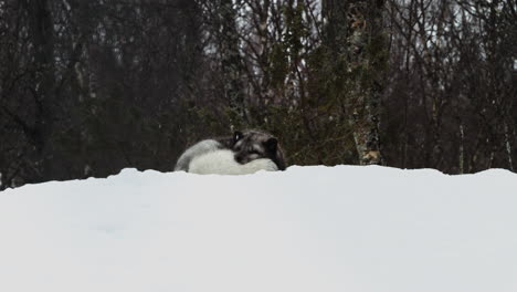 śpiący lis polarny zwinięty w kłębek na śniegu podczas opadów śniegu