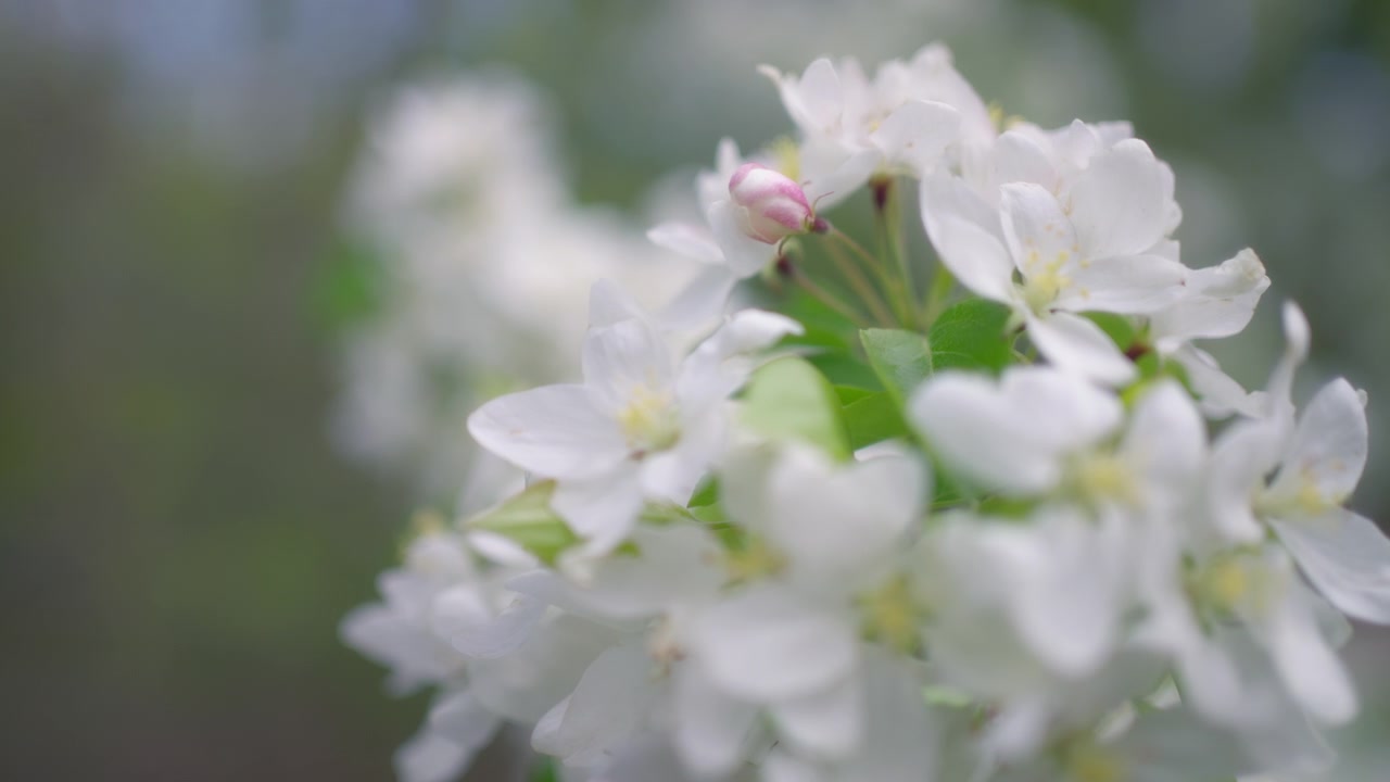 Nærbilde av hvite epleblomster som blomstrer om våren.