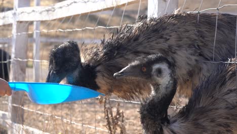 emus pecking away at a tray of pellets