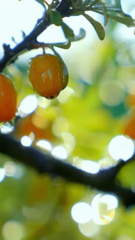close-up of yellow berries with water droplets on a branch