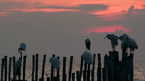 The-Great-Egret,-also-known-as-the-Common-Egret-or-the-Large-Egret