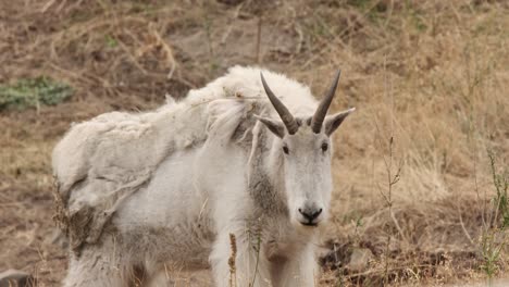 mountain goat with dirty shaggy coat stands in