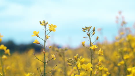 detail shot of a couple of rapeseed blossoms