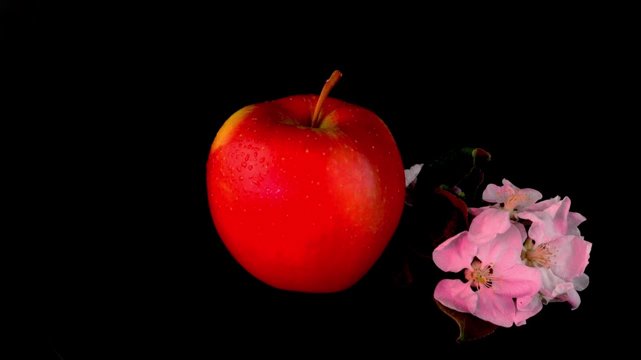 사과 꽃이 있는 은 노란색 유기식 사과가 검은색 바탕에 천천히 회전합니다.