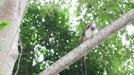 Spider-monkey-ape-primate-sitting-on-branch-looking-down,-jungle-rainforest-tree,-exotic-landscape-nature