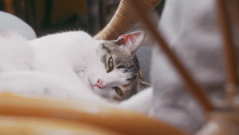 close-up of a tabby domestic shorthair cat curled up peacefully in a wicker chair