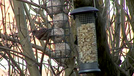 Ein-Spatz,-Der-Sich-Im-Winter-Von-Fettbällchen-In-Einem-Vogelfutterhäuschen-Ernährt,-Und-Eine-Blaumeise-An-Einem-Samenfutterhäuschen-Im-Winter.-Vögel-Müssen-Den-Ganzen-Tag-Gefüttert-Werden,-Um-Sie-In-Den-Kalten-Winternächten-Am-Leben-Zu-Erhalten