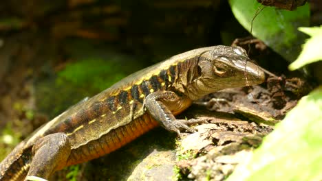 a lazy looking brown and yellow striped lizard leaning on a rock, barely moving, just blinking lazely in the sunlight