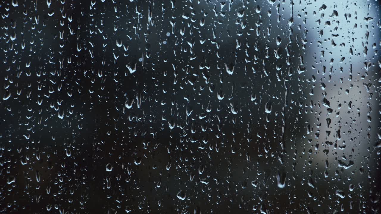 árboles y flores europeos bajo la lluvia de otoño con pinos y arbustos