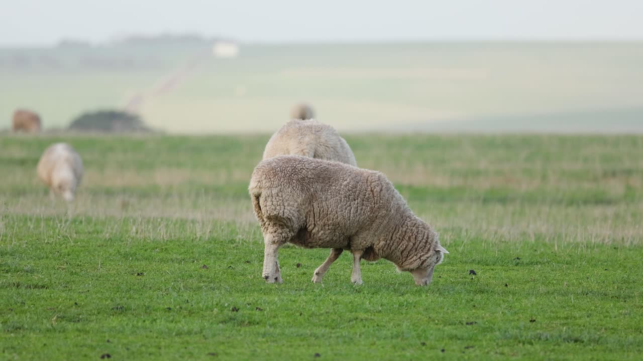 овцы и ягненки мирно пасутся на зеленых пастбищах