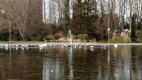 birds congregating on a frozen lake
