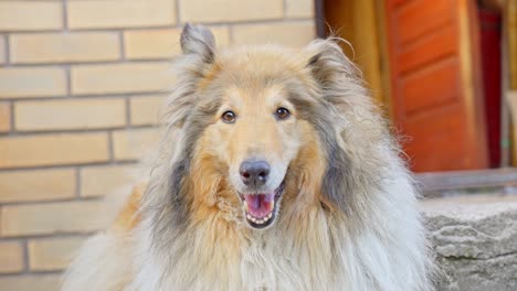 rostro de un hermoso perro collie áspero atento esperando en la puerta de la casa