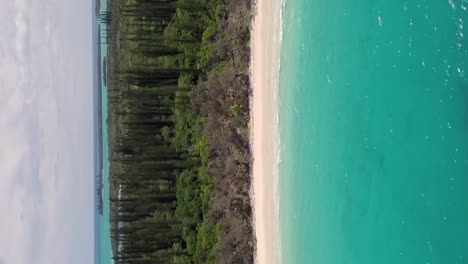 isle of pines white sand beach, columnar pine trees, vertical reverse aerial dolly