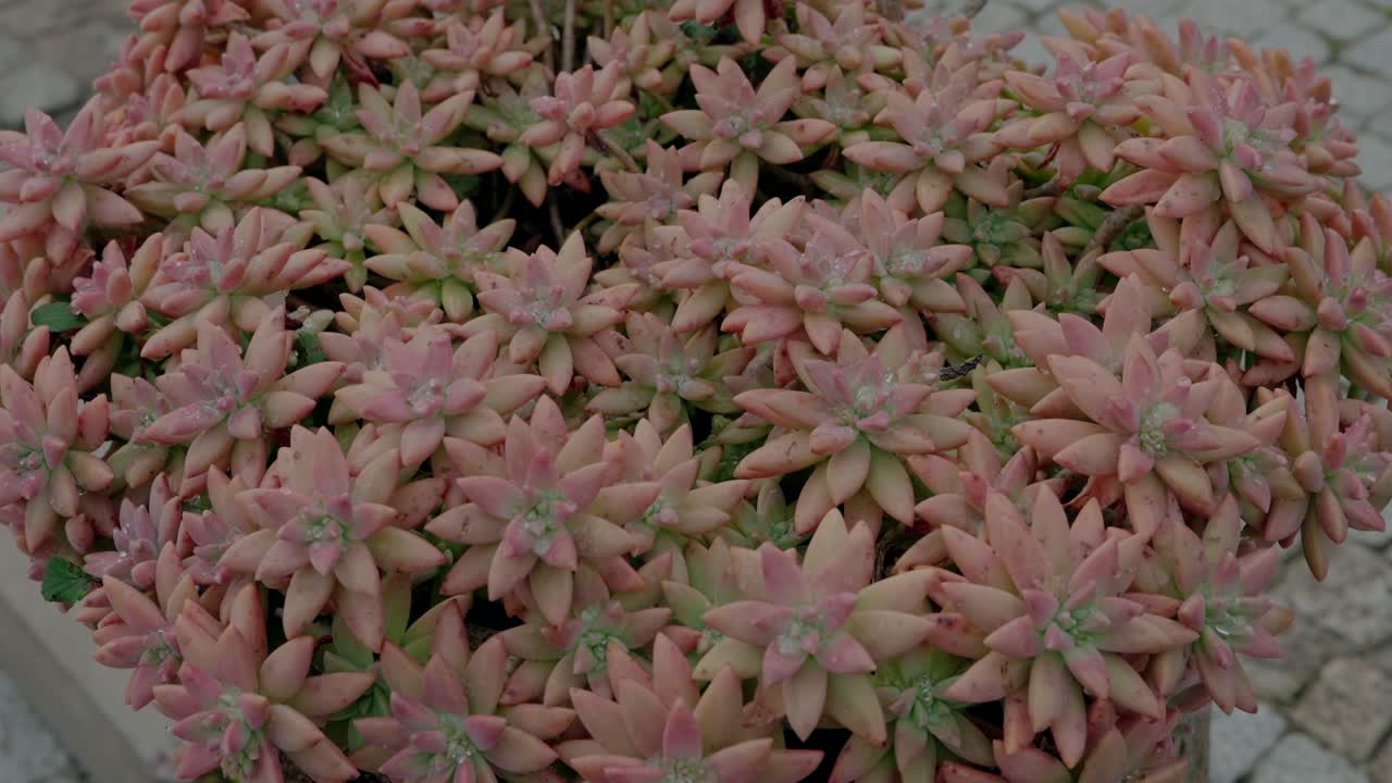 장식적인 야외 디스플레이에 배열된 분홍색 수축식물의 클로즈업.