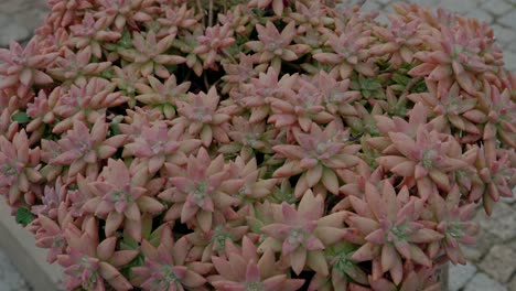un primer plano de plantas suculentas rosadas dispuestas en una exhibición decorativa al aire libre.