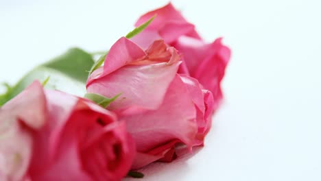 bunch of pink roses on white background