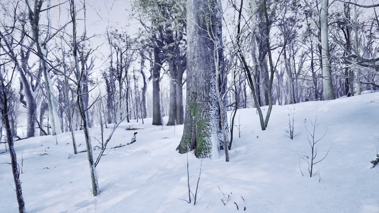 Quiet winter forest landscape blanketed in fresh snow and frosty trees