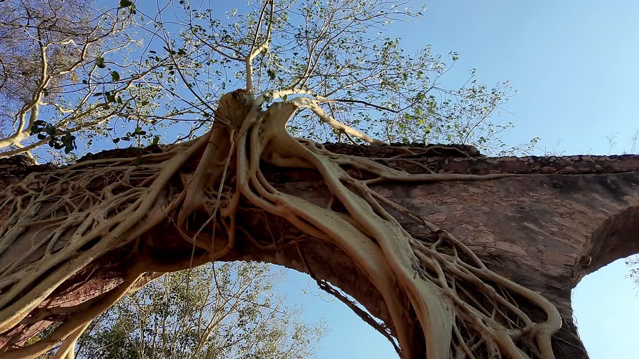 Roots of a tree growing over the ruins of Hacienda Ixtoluca in Morelos Mexico under a clear sky