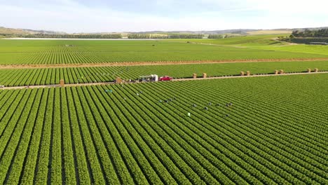 excellent aerial of vast commercial california farm fields with migrant immigrant mexican farm workers picking crops 2