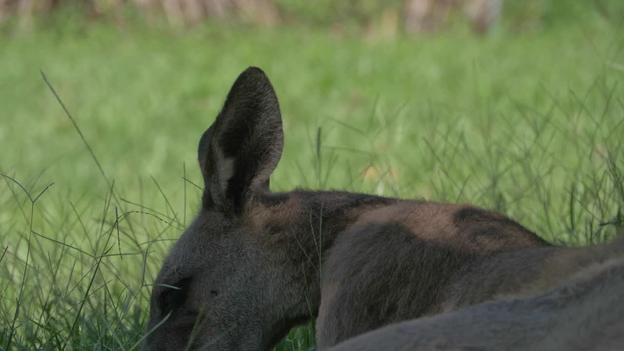 Primo piano di un canguro grigio orientale australiano che mastica erba nel suo ambiente naturale.
