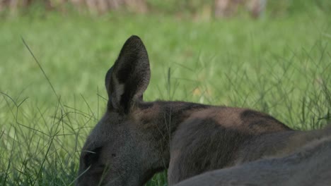 Primer-Plano-De-Canguro-Gris-Oriental-Australiano-Masticando-Hierba-En-Un-Entorno-Natural