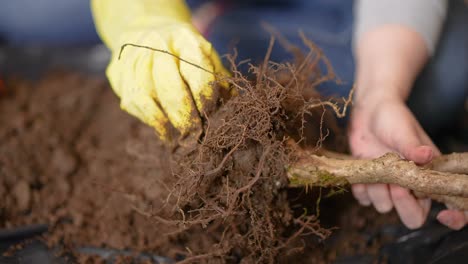 manos femeninas tratando y preparándose para trasplantar las raíces de un árbol pequeño