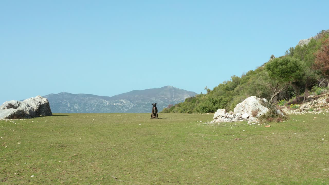 hermoso perro marrón oscuro sentado en la cima de la montaña y corriendo hacia la cámara