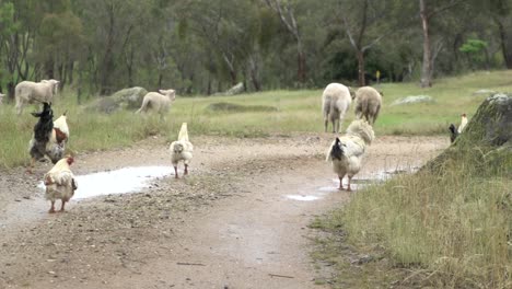 En-La-Vida-Silvestre-De-La-Granja-Abierta-Natural-Pollo,-Gallo,-Cordero,-Oveja-Caminando-Por-La-Carretera