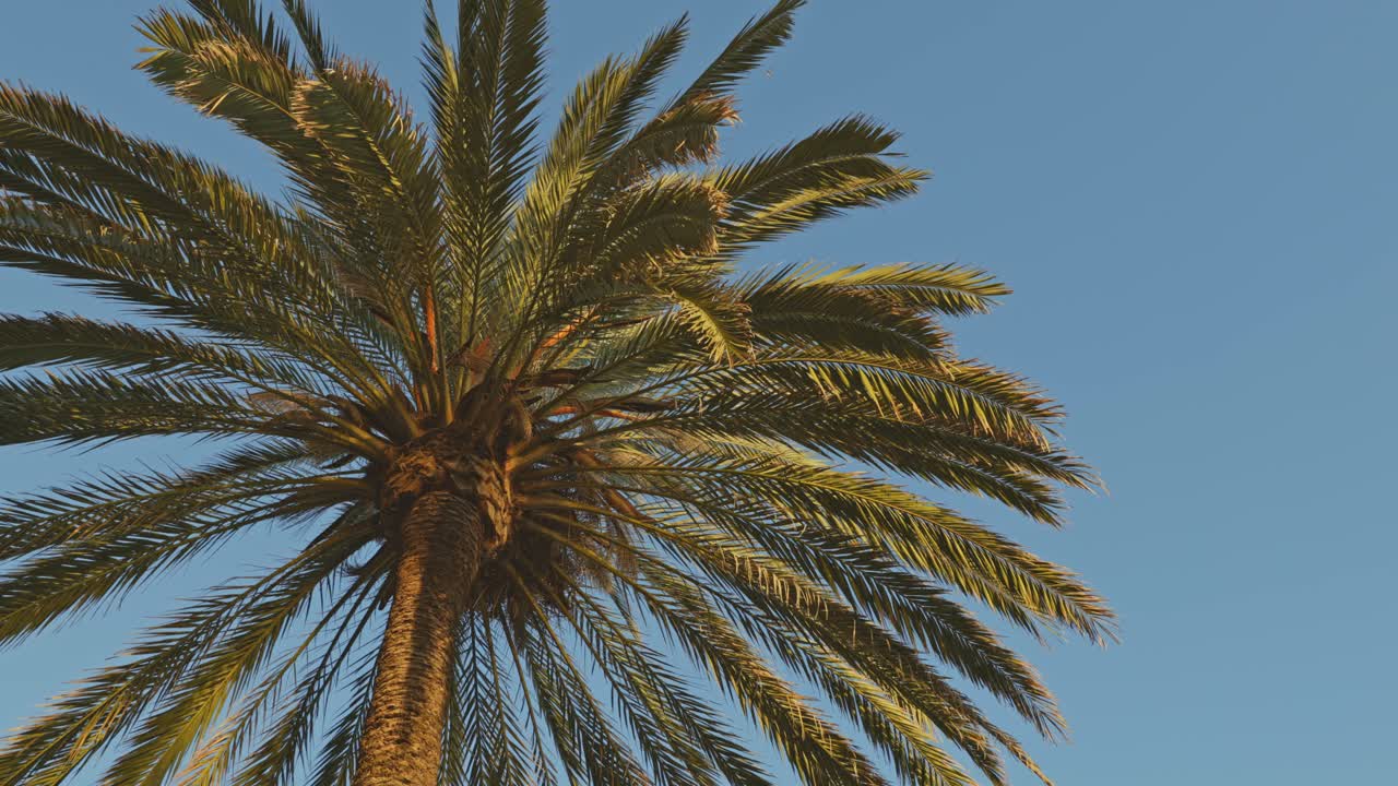 Low-angle view of a palm tree bathed in warm golden sunlight against a clear blue sky