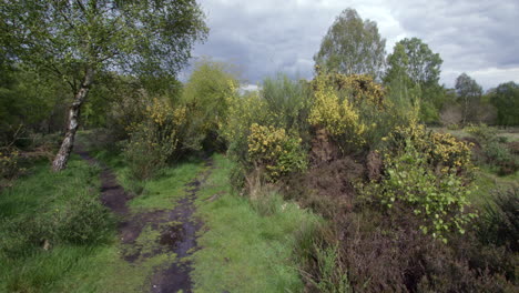 Weite-Aufnahme-Einer-Waldlichtung-Mit-Weißbirke-Und-Ginsterbüschen-In-Einem-Wald-In-Nottinghamshire