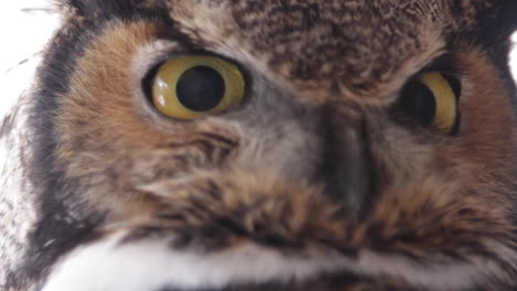 owl turning his head slow motion