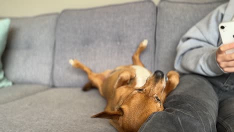 cute dog getting touched by her female owner on a grey sofa after a long walk late at night in the evening