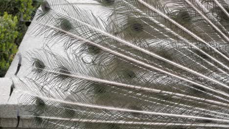 Closeup-of-peacock-open-tail-plumage