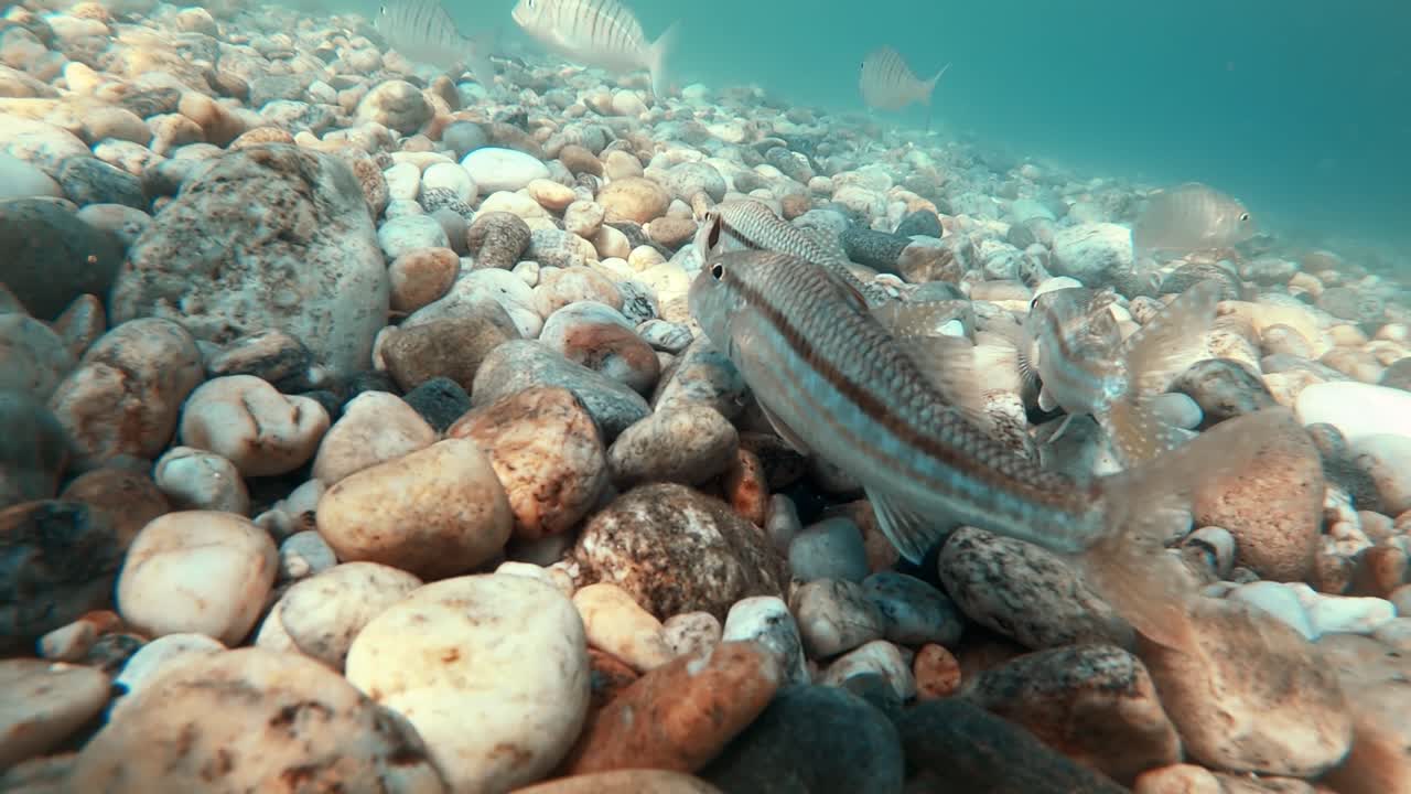 Swimming catfishes on the bottom of the Aegean sea visible through the blue water, refraction of light. Greece