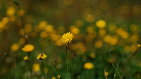 Wunderschöner-Gelber-Wildblumen-Löwenzahn-Tanzt-Im-Wind-Mit-Bokeh-Hintergrund