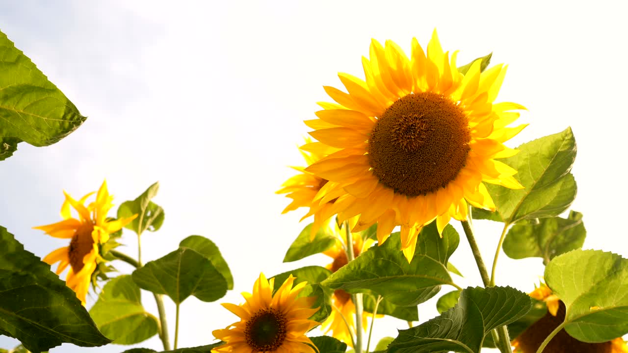 цветущее поле подсолнечников в яркий солнечный летний день с ярким солнечным подсветкой.