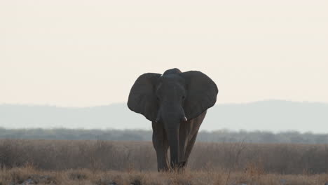 a lone african elephant walks on savannah flapping ears