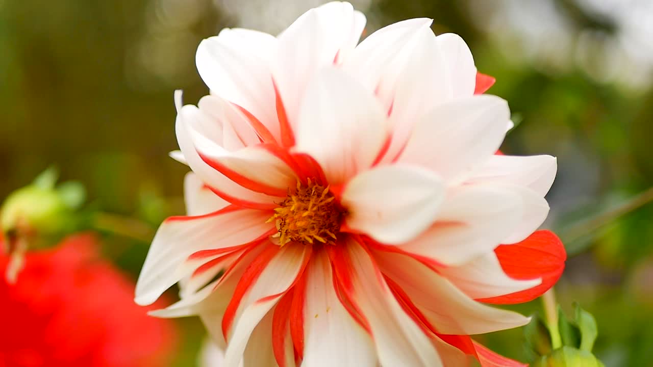 A captivating white flower with delicate petals is adorned with a sprinkling of vibrant orange petals, creating a stunning contrast and visual allure.